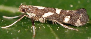Calybites phasianipennella 1