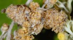 Coleophora absinthii (F)