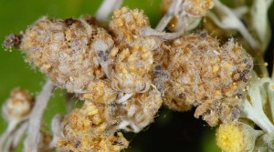 Coleophora absinthii f 1