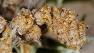 Coleophora absinthii f 2