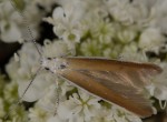 Coleophora acrisella (I, F)