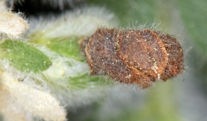 Coleophora acrisella f 2