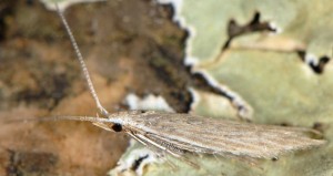 Coleophora acutiphaga 2