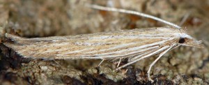 Coleophora adelogrammella 1