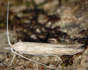 Coleophora adelogrammella 2