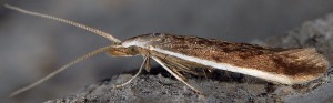 Coleophora albella 3