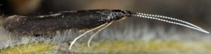 Coleophora albitarsella 06 2