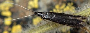 Coleophora albitarsella 06 4