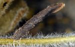 Coleophora albitarsella