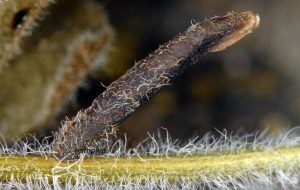 Coleophora albitarsella fourreau 06 1