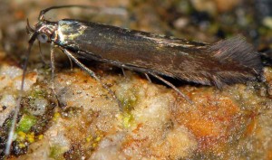 Coleophora alcyonipennella 1
