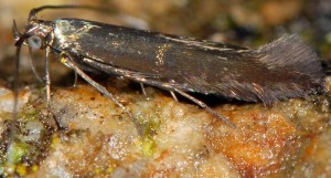 Coleophora alcyonipennella 2