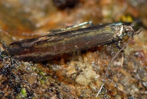 Coleophora alcyonipennella 3