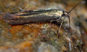 Coleophora alcyonipennella 4
