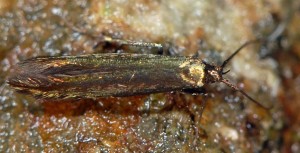 Coleophora alcyonipennella 5