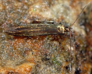 Coleophora alcyonipennella 6