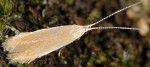 Coleophora alnifoliae (I)