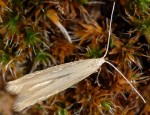 Coleophora alticolella (I)