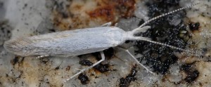 Coleophora anatipenella 2