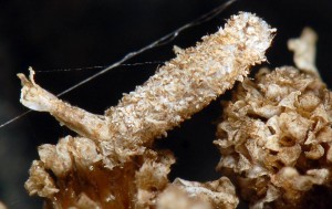 Coleophora argentula f 3