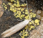 Coleophora auricella (I, F, G)