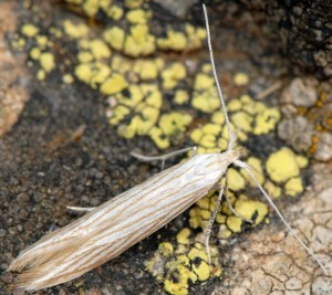 Coleophora auricella 2