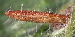 Coleophora auricella f 3