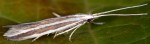 Coleophora bilineella (I, F, G)