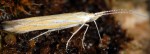Coleophora brunneosignata (i, G)