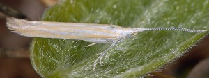 Coleophora brunneosignata 3