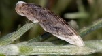 Coleophora caelebipennella