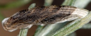 Coleophora caelebipennella f 2