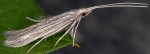 Coleophora calycotomella (I, F, G)