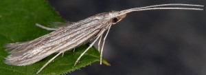 Coleophora calycotomella 01