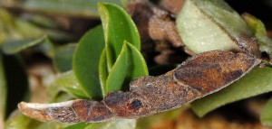 Coleophora calycotomella f 1