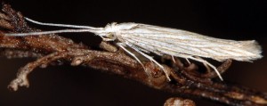 Coleophora chamaedriella 3
