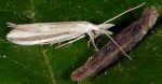 Coleophora chretieni (I, F)