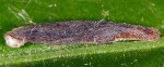 Coleophora chretieni