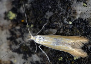 Coleophora colutella 2