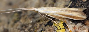 Coleophora conspicuella 2