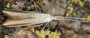 Coleophora conspicuella 3