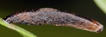 Coleophora conspicuella