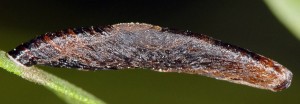 Coleophora conspicuella f