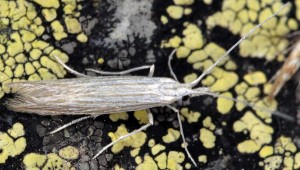 Coleophora conyzae 5
