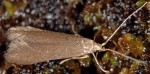 Coleophora coracipennella (I, F)