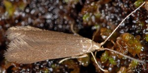 Coleophora coracipennella 1