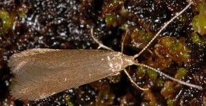 Coleophora coracipennella 2