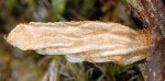 Coleophora coracipennella