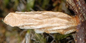 Coleophora coracipennella f 1
