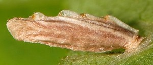 Coleophora coracipennella f 2
